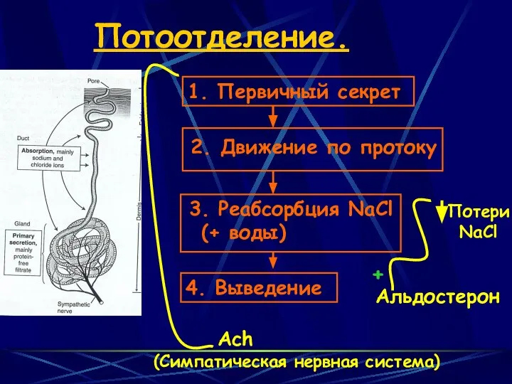 Потоотделение. 2. Движение по протоку Альдостерон +