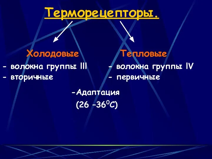 Терморецепторы. Холодовые Тепловые - волокна группы lll - волокна группы lV - вторичные - первичные
