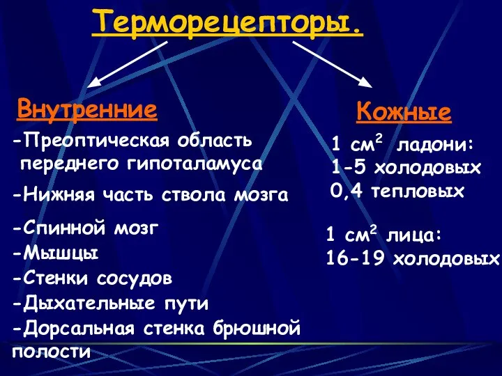 Терморецепторы. Внутренние Кожные -Преоптическая область переднего гипоталамуса -Нижняя часть ствола мозга