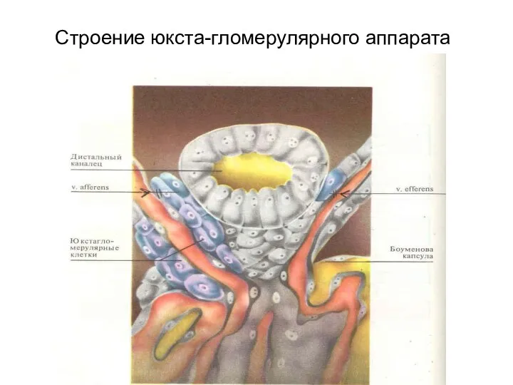 Строение юкста-гломерулярного аппарата