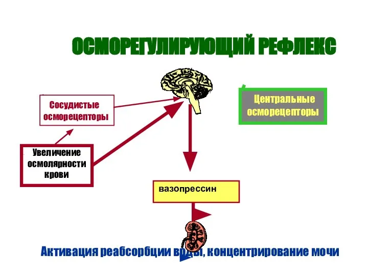 ОСМОРЕГУЛИРУЮЩИЙ РЕФЛЕКС Активация реабсорбции воды, концентрирование мочи Увеличение осмолярности крови Сосудистые осморецепторы Центральные осморецепторы вазопрессин