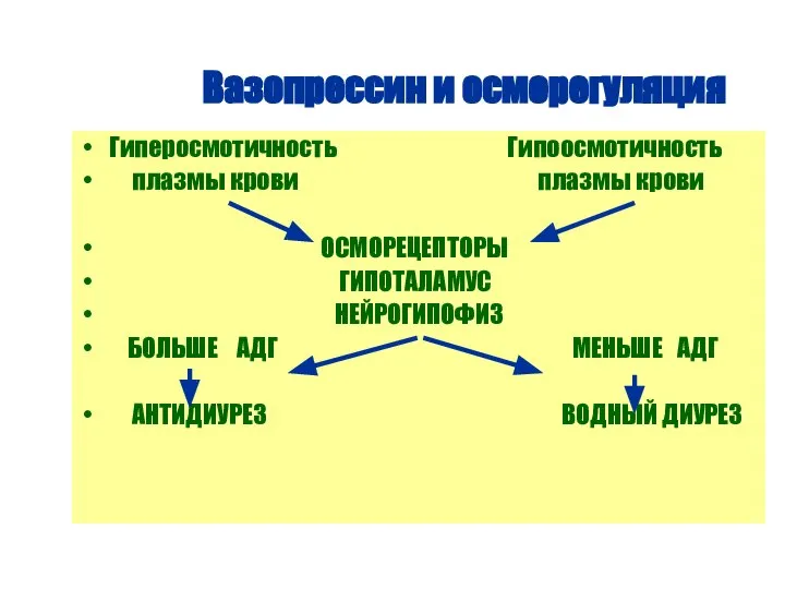 Вазопрессин и осморегуляция Гиперосмотичность Гипоосмотичность плазмы крови плазмы крови ОСМОРЕЦЕПТОРЫ ГИПОТАЛАМУС