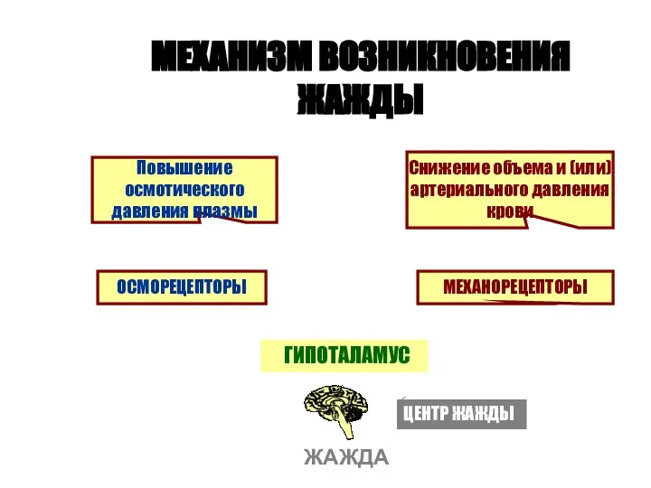 МЕХАНИЗМ ВОЗНИКНОВЕНИЯ ЖАЖДЫ Повышение осмотического давления плазмы Снижение объема и (или)