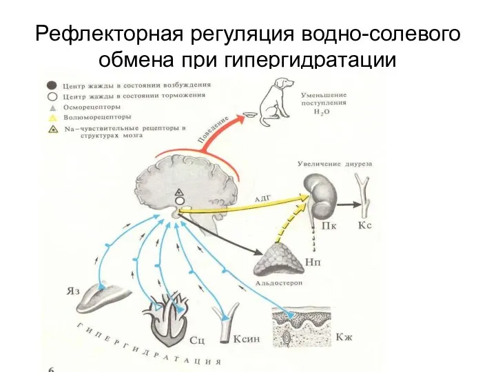 Рефлекторная регуляция водно-солевого обмена при гипергидратации