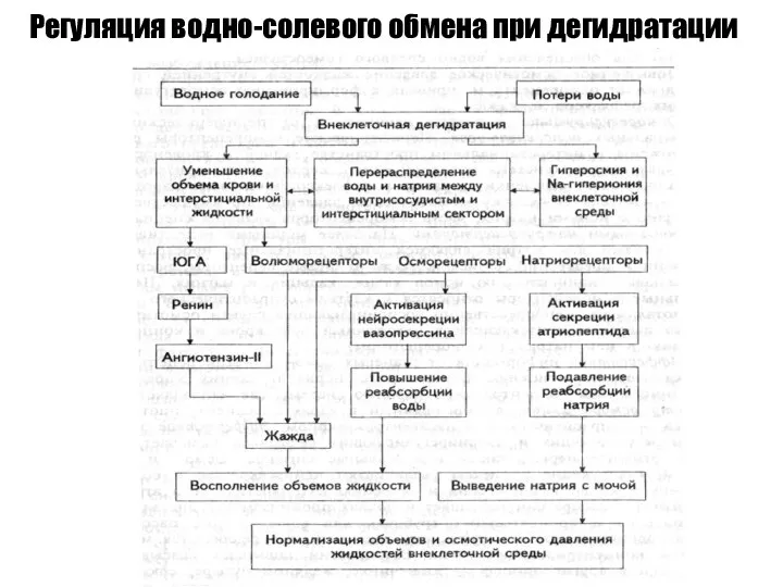 Регуляция водно-солевого обмена при дегидратации