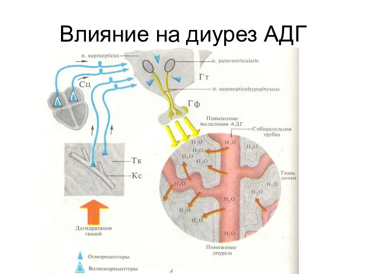 Влияние на диурез АДГ