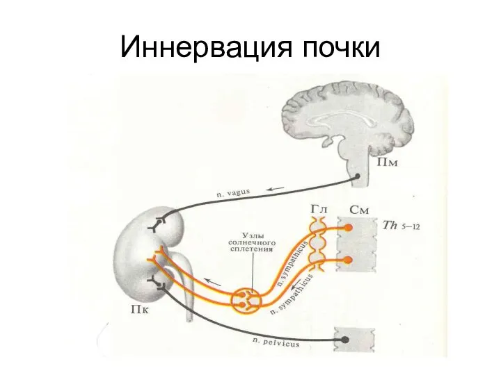 Иннервация почки