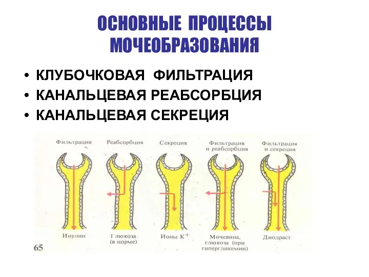 ОСНОВНЫЕ ПРОЦЕССЫ МОЧЕОБРАЗОВАНИЯ КЛУБОЧКОВАЯ ФИЛЬТРАЦИЯ КАНАЛЬЦЕВАЯ РЕАБСОРБЦИЯ КАНАЛЬЦЕВАЯ СЕКРЕЦИЯ