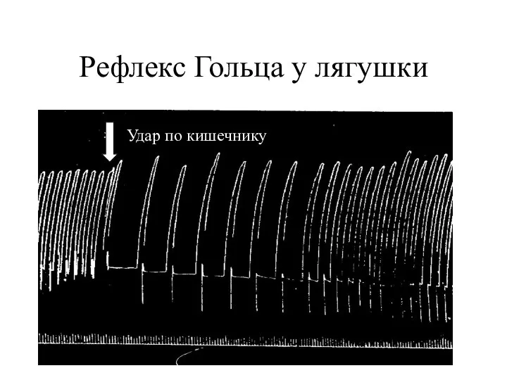 Рефлекс Гольца у лягушки Удар по кишечнику