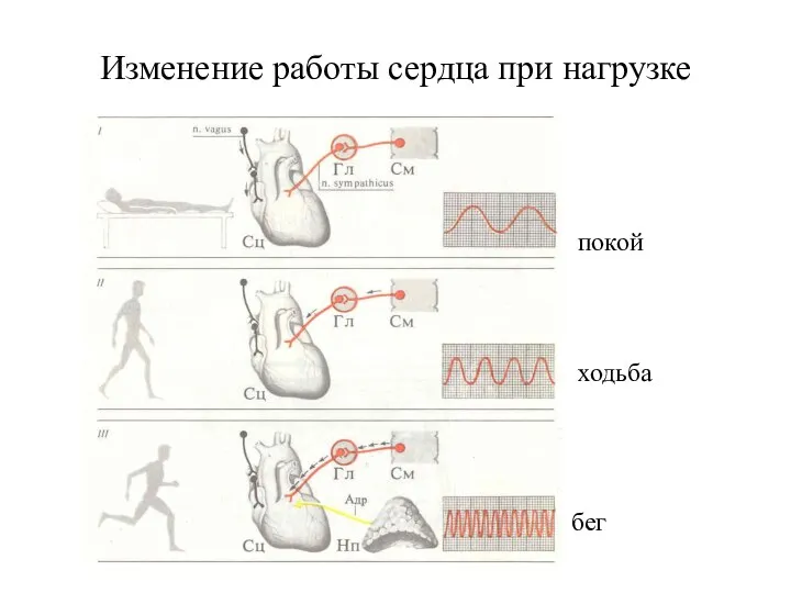 Изменение работы сердца при нагрузке покой бег ходьба
