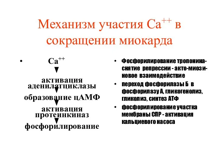 Механизм участия Са++ в сокращении миокарда Са++ активация аденилатциклазы образование цАМФ