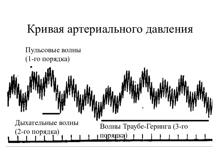 Кривая артериального давления Пульсовые волны (1-го порядка) Дыхательные волны (2-го порядка) Волны Траубе-Геринга (3-го порядка)
