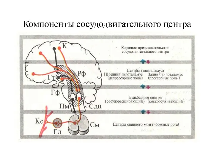 Компоненты сосудодвигательного центра