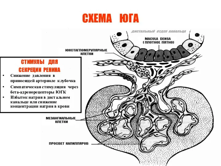 СХЕМА ЮГА СТИМУЛЫ ДЛЯ СЕКРЕЦИИ РЕНИНА Снижение давления в приносящей артериоле