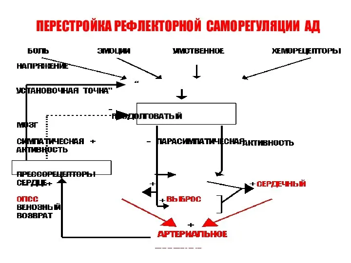 ПЕРЕСТРОЙКА РЕФЛЕКТОРНОЙ САМОРЕГУЛЯЦИИ АД