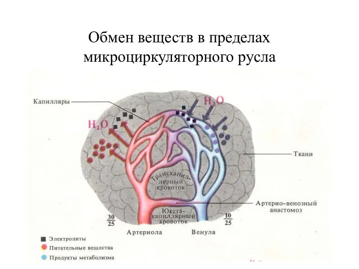 Обмен веществ в пределах микроциркуляторного русла