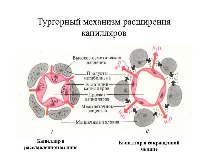 Тургорный механизм расширения капилляров Капилляр в расслабленной мышце Капилляр в сокращенной мышце