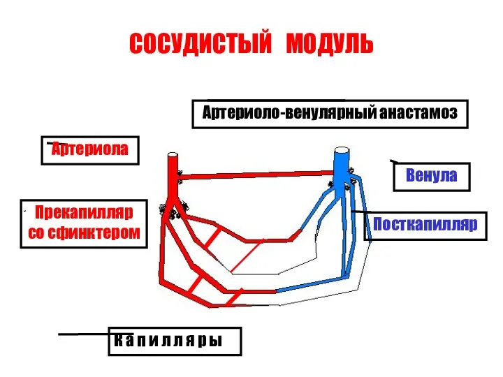 Артериола Венула Прекапилляр со сфинктером К а п и л л