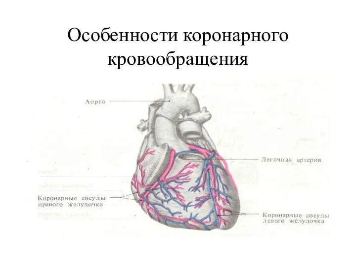 Особенности коронарного кровообращения