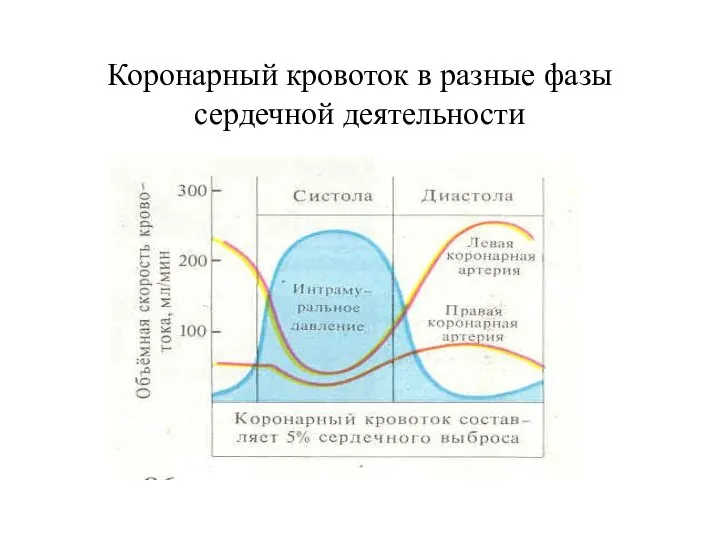 Коронарный кровоток в разные фазы сердечной деятельности