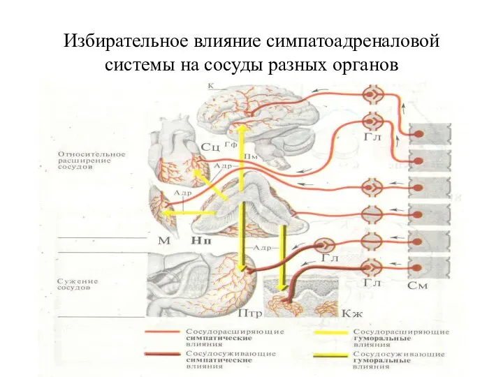 Избирательное влияние симпатоадреналовой системы на сосуды разных органов