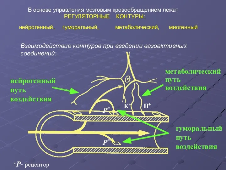 В основе управления мозговым кровообращением лежат РЕГУЛЯТОРНЫЕ КОНТУРЫ: нейрогенный, гуморальный, метаболический,