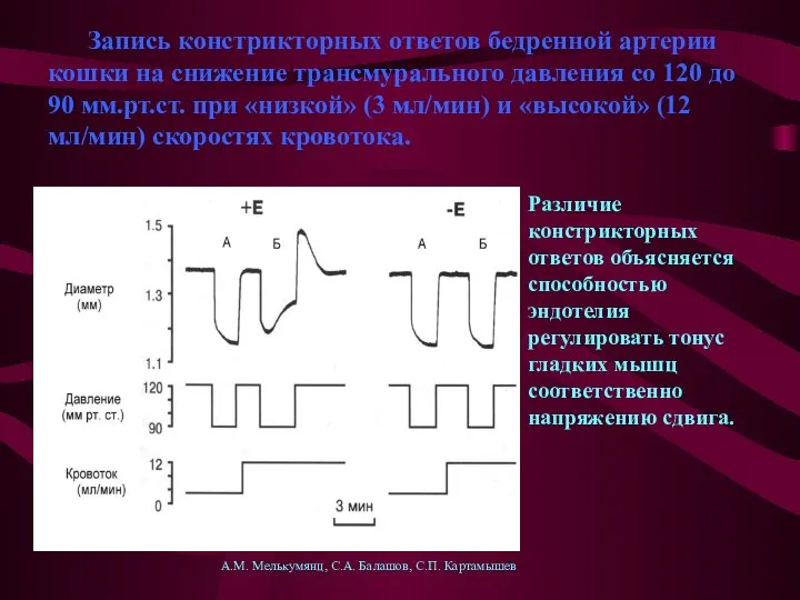 Запись констрикторных ответов бедренной артерии кошки на снижение трансмурального давления со