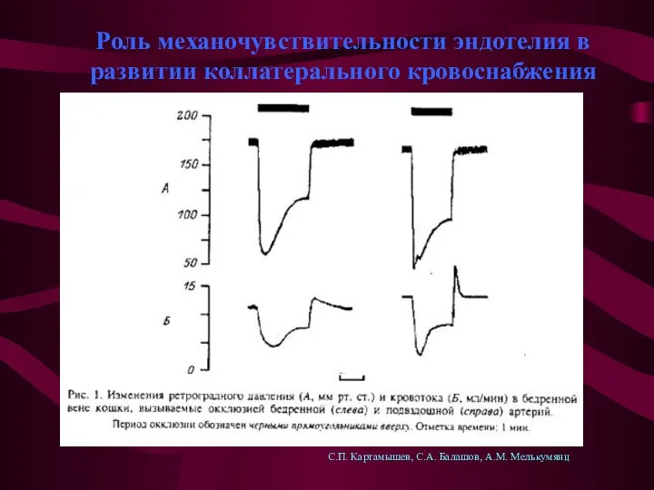 Роль механочувствительности эндотелия в развитии коллатерального кровоснабжения С.П. Картамышев, С.А. Балашов, А.М. Мелькумянц