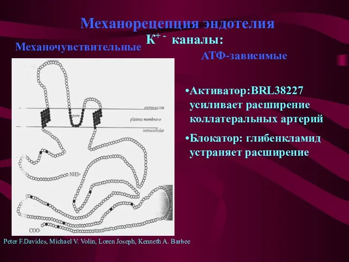 Механорецепция эндотелия К+ - каналы: Активатор:BRL38227 усиливает расширение коллатеральных артерий Блокатор: