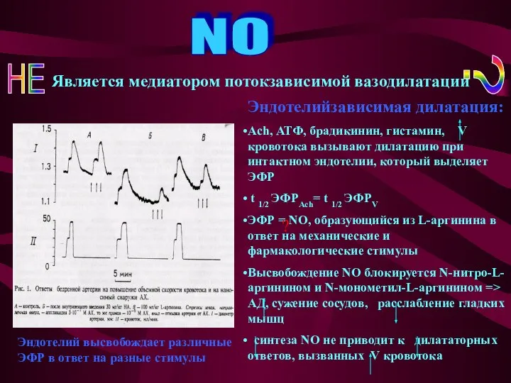 NO Является медиатором потокзависимой вазодилатации ? Эндотелийзависимая дилатация: Ach, АТФ, брадикинин,