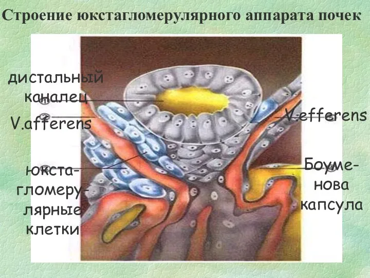 Строение юкстагломерулярного аппарата почек дистальный каналец V.afferens юкста- гломеру- лярные клетки Боуме- нова капсула V.efferens