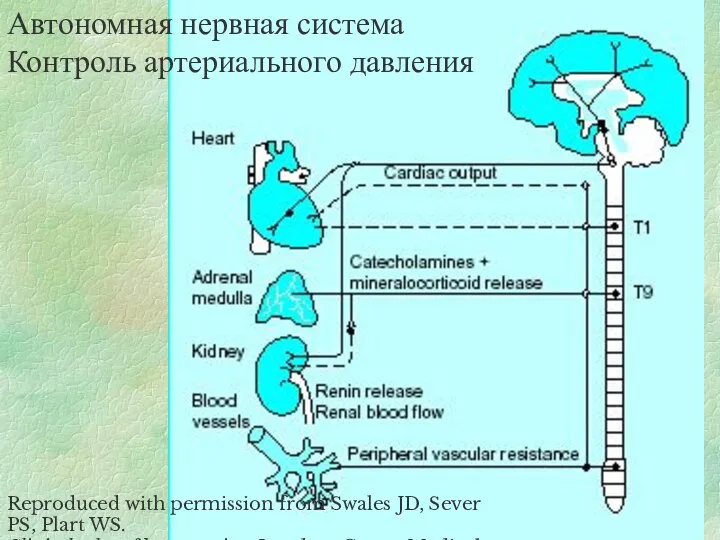 Автономная нервная система Контроль артериального давления Reproduced with permission from Swales