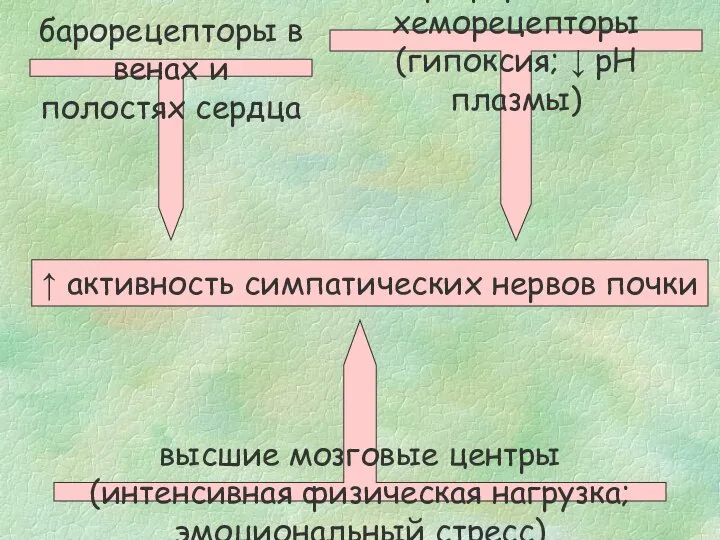 ↑ активность симпатических нервов почки барорецепторы в венах и полостях сердца