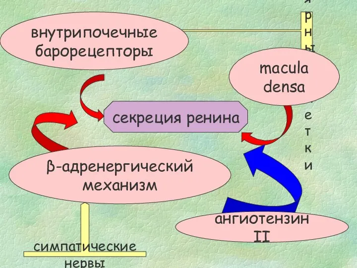 гранулярные клетки секреция ренина внутрипочечные барорецепторы β-адренергический механизм macula densa ангиотензин II симпатические нервы