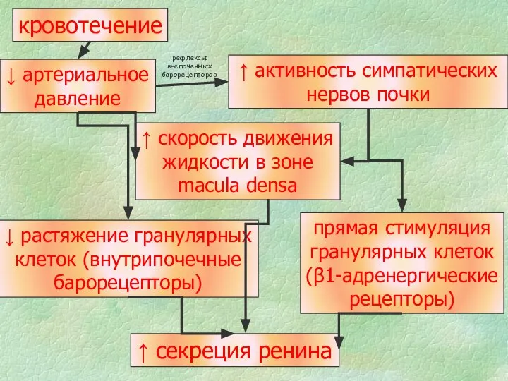 кровотечение ↓ артериальное давление ↑ скорость движения жидкости в зоне macula