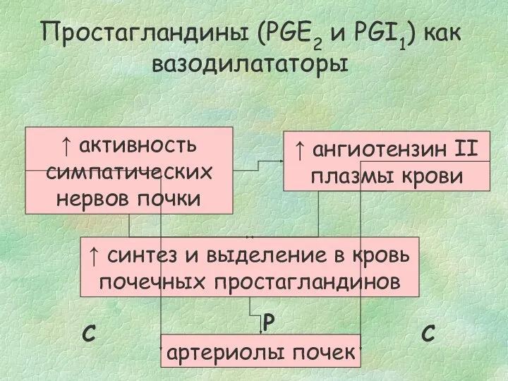 ↑ активность симпатических нервов почки ↑ ангиотензин II плазмы крови ↑