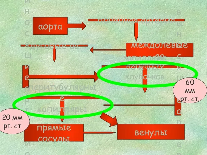 аорта почечная артерия междолевые аа дуговые аа приносящие артериолы капилляры почечных