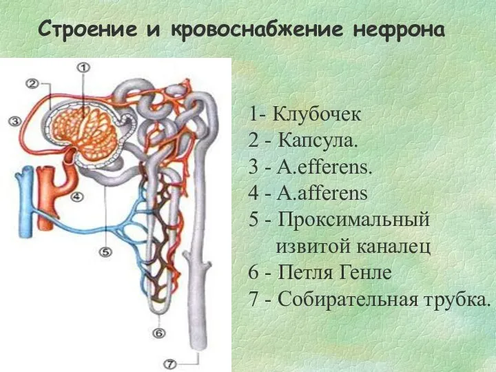 1- Клубочек 2 - Капсула. 3 - A.efferens. 4 - A.afferens