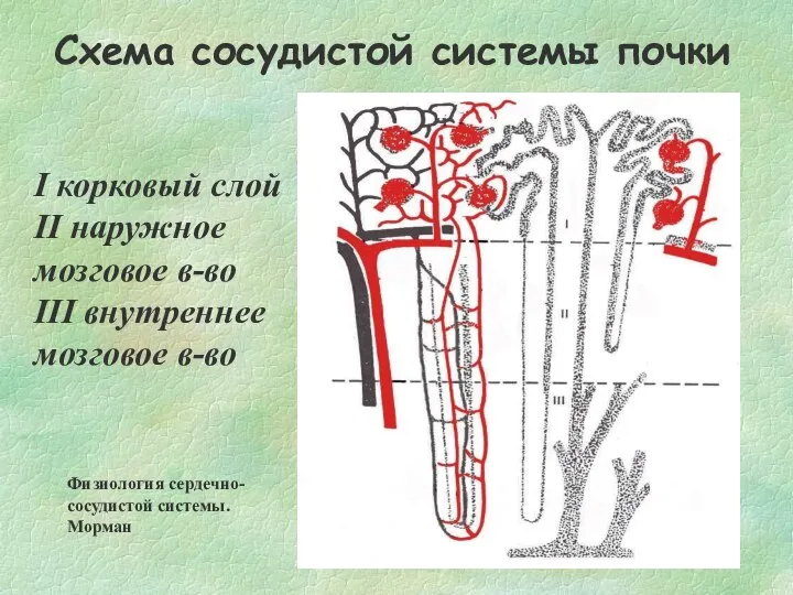 Схема сосудистой системы почки I корковый слой II наружное мозговое в-во