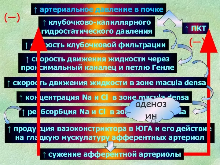 ↑ артериальное давление в почке ↑ ПКТ ↑ клубочково-капиллярного гидростатического давления