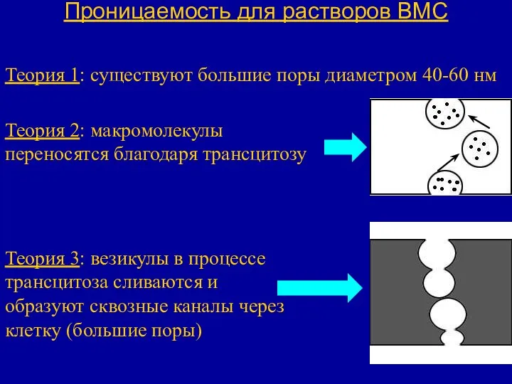 Проницаемость для растворов ВМС Теория 1: существуют большие поры диаметром 40-60