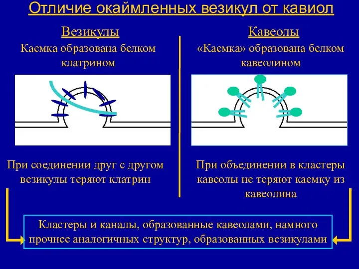 Отличие окаймленных везикул от кавиол Везикулы Кавеолы При соединении друг с