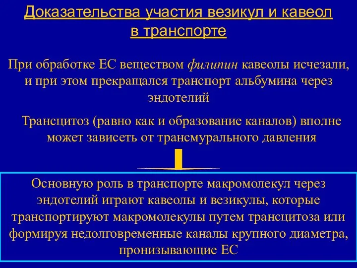 Доказательства участия везикул и кавеол в транспорте При обработке ЕС веществом