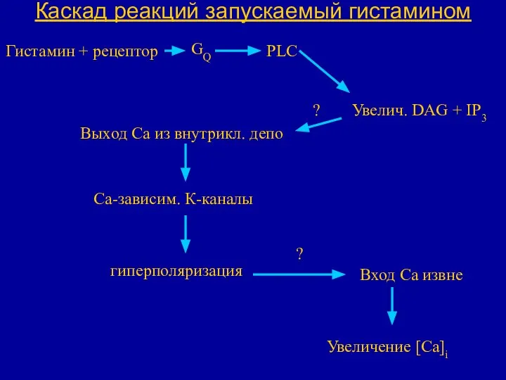 Каскад реакций запускаемый гистамином Гистамин + рецептор