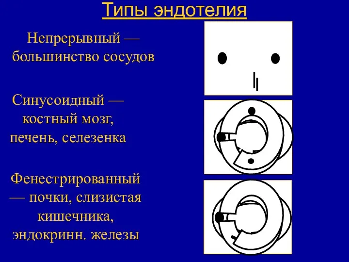 Типы эндотелия Непрерывный — большинство сосудов Синусоидный — костный мозг, печень,