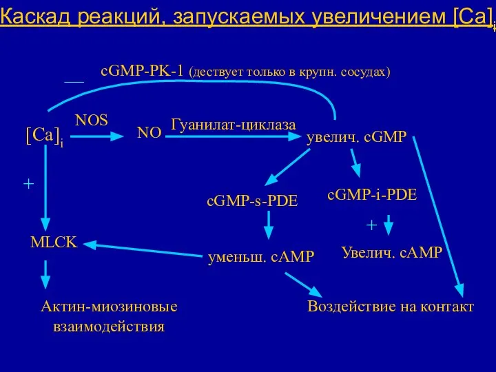 Каскад реакций, запускаемых увеличением [Са]i [Са]i