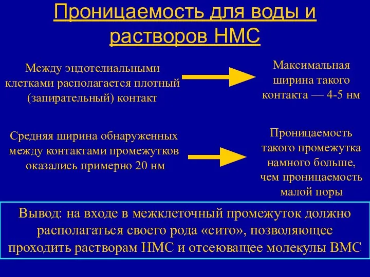 Проницаемость для воды и растворов НМС Между эндотелиальными клетками располагается плотный