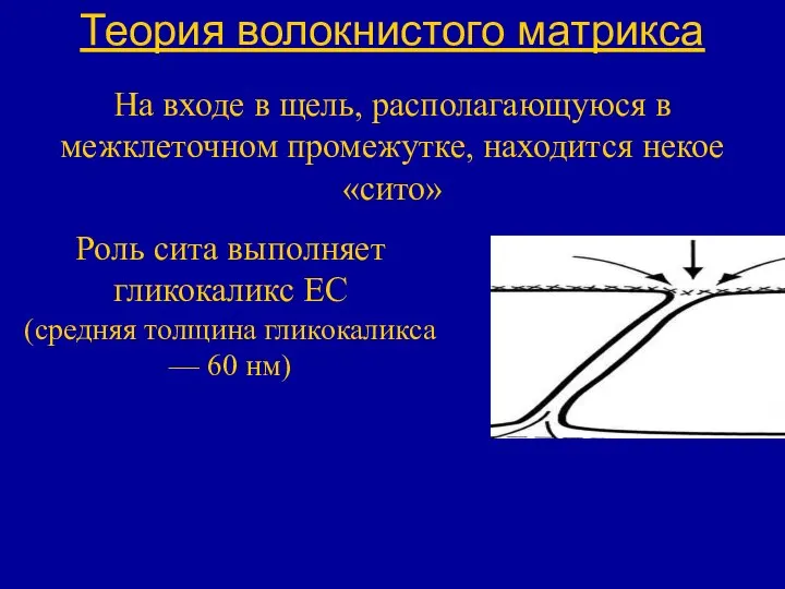 Теория волокнистого матрикса На входе в щель, располагающуюся в межклеточном промежутке,