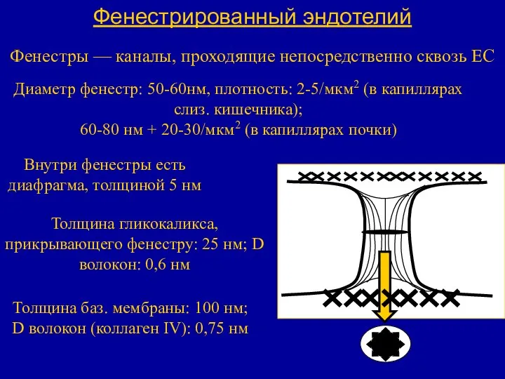 Фенестрированный эндотелий Фенестры — каналы, проходящие непосредственно сквозь ЕС Диаметр фенестр: