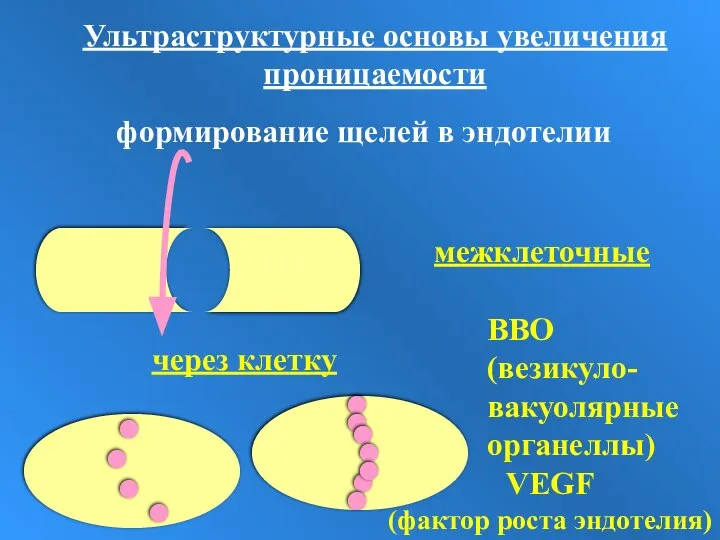 Ультраструктурные основы увеличения проницаемости формирование щелей в эндотелии межклеточные через клетку